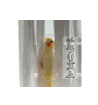 うちの可愛い鳥さんスタンプ（個別スタンプ：6）