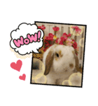 うさりおスタンプ5（個別スタンプ：4）