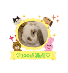 うさりおスタンプ5（個別スタンプ：30）