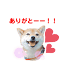豆柴ちょび太のほのぼのスタンプ（個別スタンプ：1）