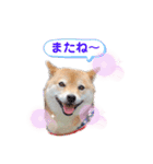 豆柴ちょび太のほのぼのスタンプ（個別スタンプ：11）