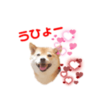 豆柴ちょび太のほのぼのスタンプ（個別スタンプ：16）