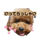 550cocomaru（個別スタンプ：9）