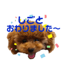 550cocomaru（個別スタンプ：11）