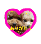 550cocomaru（個別スタンプ：18）