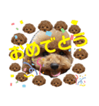 550cocomaru（個別スタンプ：24）