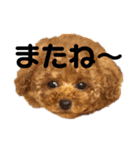 550cocomaru（個別スタンプ：25）