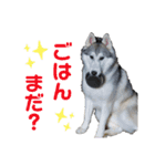 アールさんのスタンプ（個別スタンプ：3）