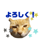 にゃいとメタルの一言スタンプ〜（個別スタンプ：1）