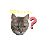 にゃいとメタルの一言スタンプ〜（個別スタンプ：2）