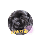 Priscilla2（個別スタンプ：15）