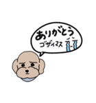 困り顔プードル(poodle)1（個別スタンプ：3）