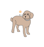 困り顔プードル(poodle)1（個別スタンプ：12）