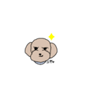 困り顔プードル(poodle)1（個別スタンプ：31）