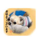 チワワのチーくんスタンプ①（個別スタンプ：1）