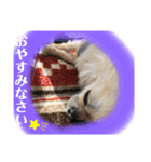 チワワのチーくんスタンプ①（個別スタンプ：2）
