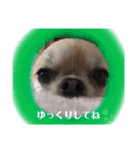 チワワのチーくんスタンプ①（個別スタンプ：3）