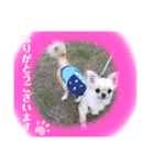 チワワのチーくんスタンプ①（個別スタンプ：4）