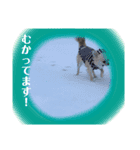 チワワのチーくんスタンプ①（個別スタンプ：5）