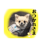 チワワのチーくんスタンプ①（個別スタンプ：6）