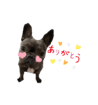 Felix the dog（個別スタンプ：3）