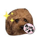 可愛いーーーーーーーーーーまるちゃん（個別スタンプ：4）