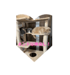 シロコマ（個別スタンプ：9）