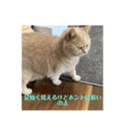 シロコマ（個別スタンプ：10）