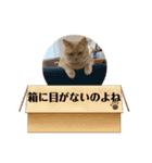シロコマ（個別スタンプ：12）