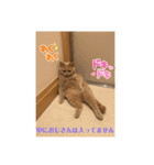 シロコマ（個別スタンプ：14）