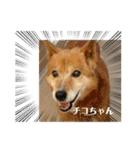 シロコマ（個別スタンプ：15）