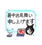 敬語が話せるハチワレ猫 くぅちゃん（個別スタンプ：1）