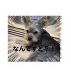 日常会話 ヨークのラテモカちゃん（個別スタンプ：11）