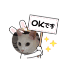 可愛いシロたんです。（個別スタンプ：5）