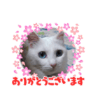 可愛いシロたんです。（個別スタンプ：7）