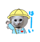 可愛いシロたんです。（個別スタンプ：11）