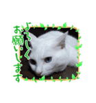 可愛いシロたんです。（個別スタンプ：12）