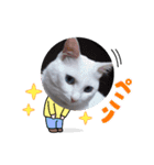 可愛いシロたんです。（個別スタンプ：14）