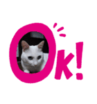 可愛いシロたんです。（個別スタンプ：15）