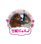 可愛いシロたんです。（個別スタンプ：16）