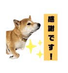 柴犬花ちゃん、ゆる〜く生きてます（個別スタンプ：3）