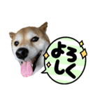 柴犬花ちゃん、ゆる〜く生きてます（個別スタンプ：4）