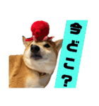 柴犬花ちゃん、ゆる〜く生きてます（個別スタンプ：5）
