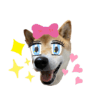 柴犬花ちゃん、ゆる〜く生きてます（個別スタンプ：7）