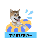 柴犬花ちゃん、ゆる〜く生きてます（個別スタンプ：8）