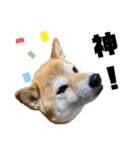 柴犬花ちゃん、ゆる〜く生きてます（個別スタンプ：9）