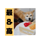 柴犬花ちゃん、ゆる〜く生きてます（個別スタンプ：10）