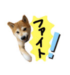 柴犬花ちゃん、ゆる〜く生きてます（個別スタンプ：11）