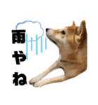 柴犬花ちゃん、ゆる〜く生きてます（個別スタンプ：14）