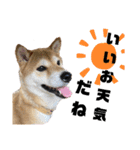 柴犬花ちゃん、ゆる〜く生きてます（個別スタンプ：15）